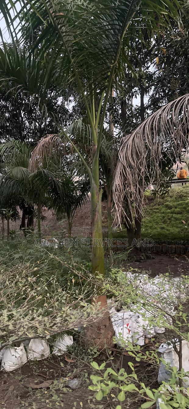 Grown Royal Palm · Photo 5