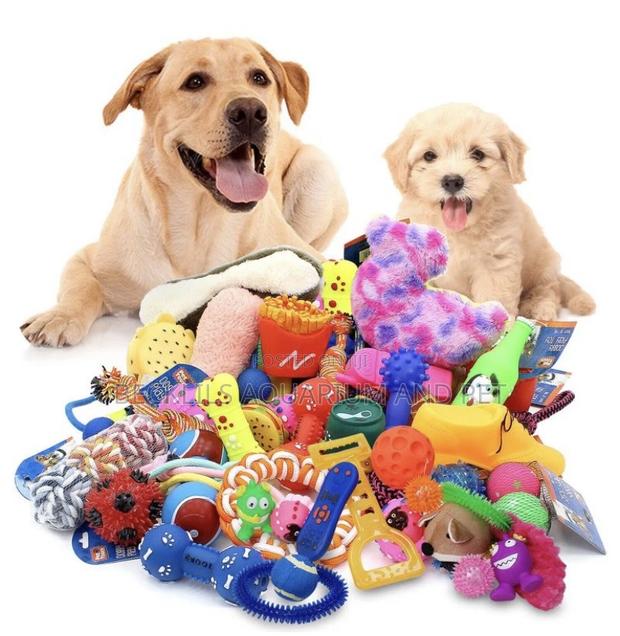 Dog Playing Toys · Photo 1