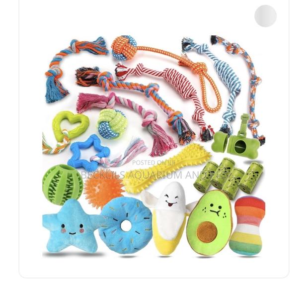 Dog Playing Toys · Photo 2