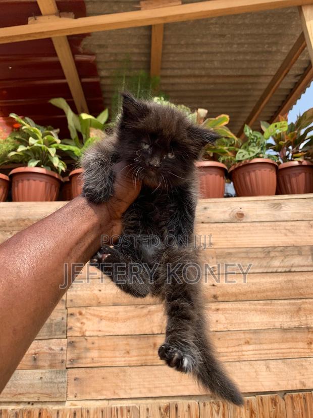 1-3 months Male Purebred Maine Coon · Photo 1