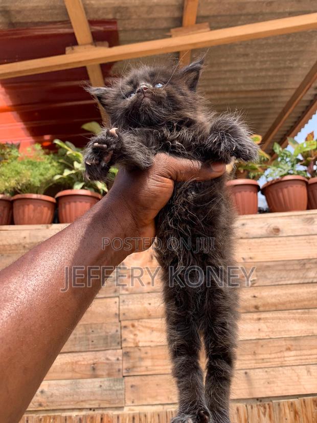 1-3 months Male Purebred Maine Coon · Photo 2