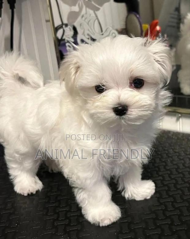 1-3 months Female Purebred Bichon Frise · Photo 1