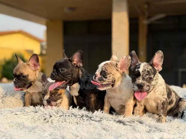 1-3 months Female Purebred French Bulldog · Photo 1