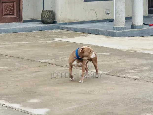 1+ year Male Purebred American Pit Bull Terrier · Photo 1