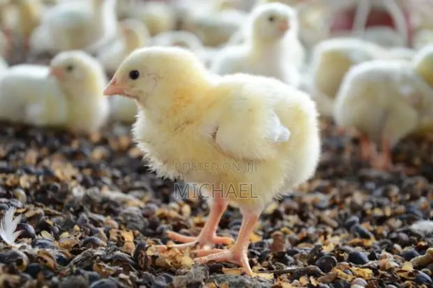 Day-Old Chicks (Doc) Available – Strong Vaccinated · Photo 1