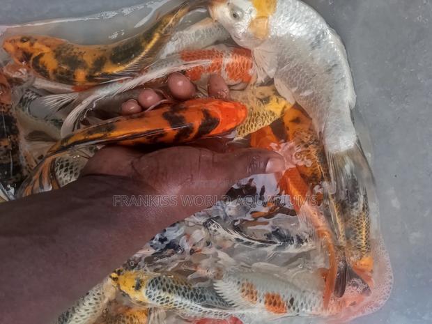 Koi Fishes · Photo 1