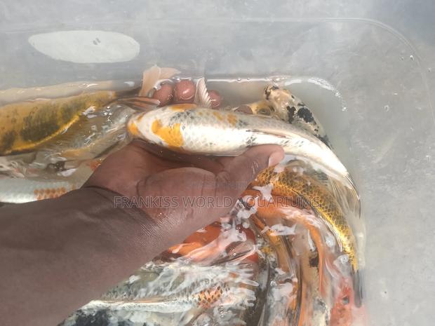 Koi Fishes · Photo 3