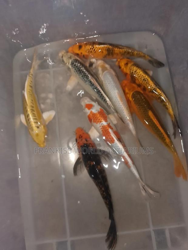 Koi Fishes · Photo 4