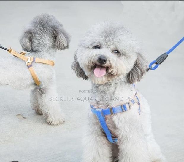 Harness With Leash For Small Dogs · Photo 1
