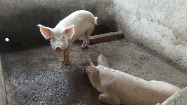 3plots of Land, 38pigs, 10rooms of Pig Structure, 1bed Room · Photo 2