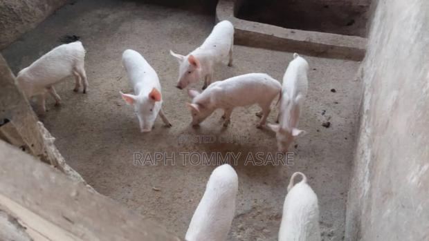 3plots of Land, 38pigs, 10rooms of Pig Structure, 1bed Room · Photo 3