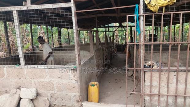 3plots of Land, 38pigs, 10rooms of Pig Structure, 1bed Room · Photo 4