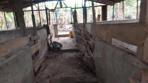 3plots of Land, 38pigs, 10rooms of Pig Structure, 1bed Room · Photo 5