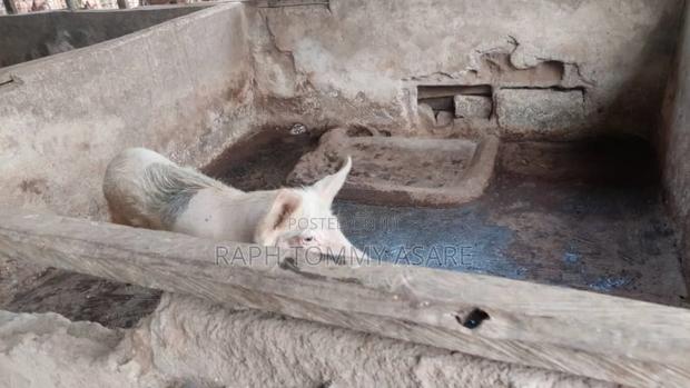 3plots of Land, 38pigs, 10rooms of Pig Structure, 1bed Room · Photo 6