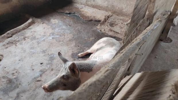 3plots of Land, 38pigs, 10rooms of Pig Structure, 1bed Room · Photo 8