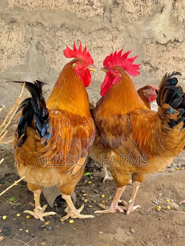 Both Day Old and Months Old Sasso Birds · Photo 4
