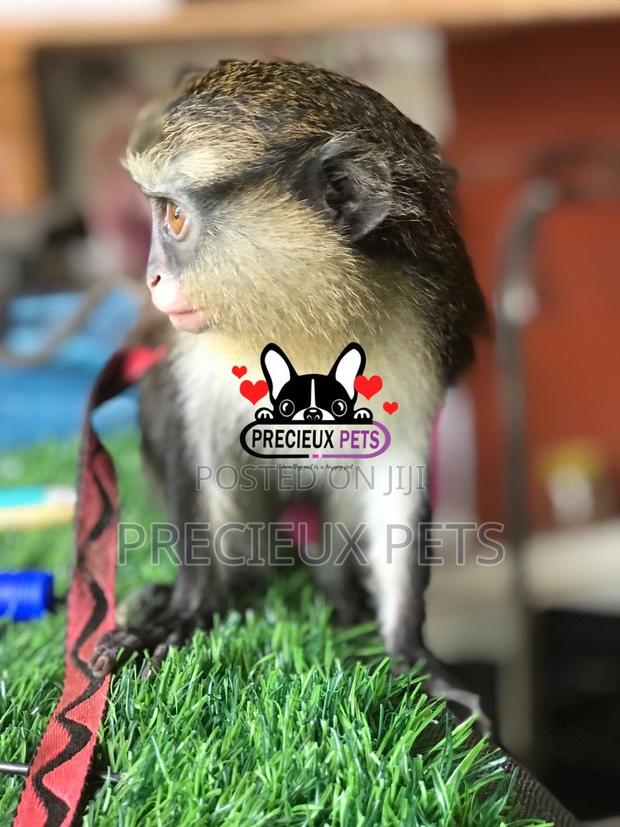 Mona Available for New Home · Photo 3