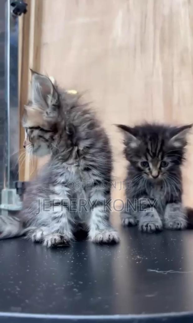 1-3 months Female Purebred Maine Coon · Photo 2
