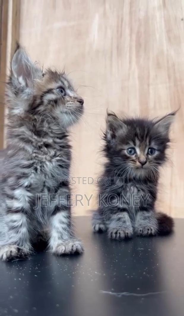 1-3 months Female Purebred Maine Coon · Photo 1