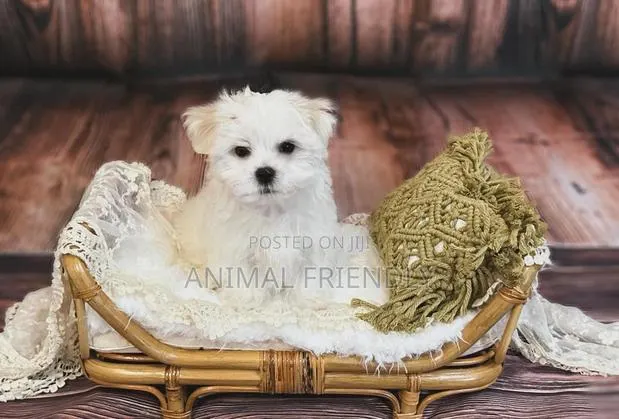 3-6 months Female Purebred Poodle · Photo 1