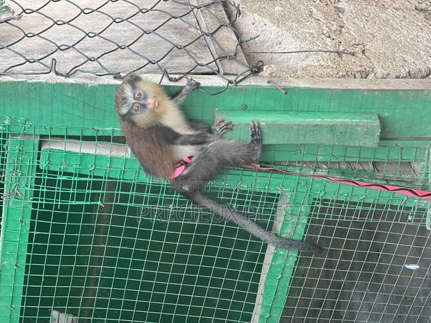 Female Baby Mona Pet for New Home · Photo 1