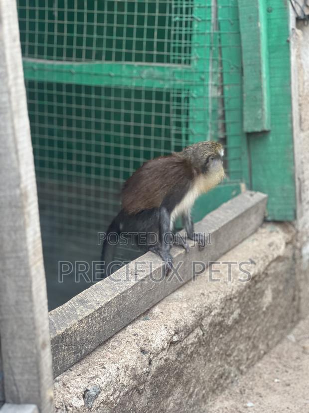 Female Baby Mona Pet for New Home · Photo 4