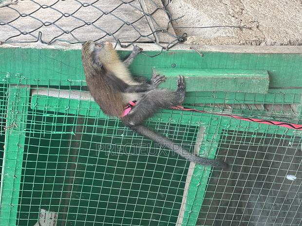 Female Baby Mona Pet for New Home · Photo 2