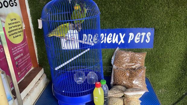 Full Package Pet Bird · Photo 1