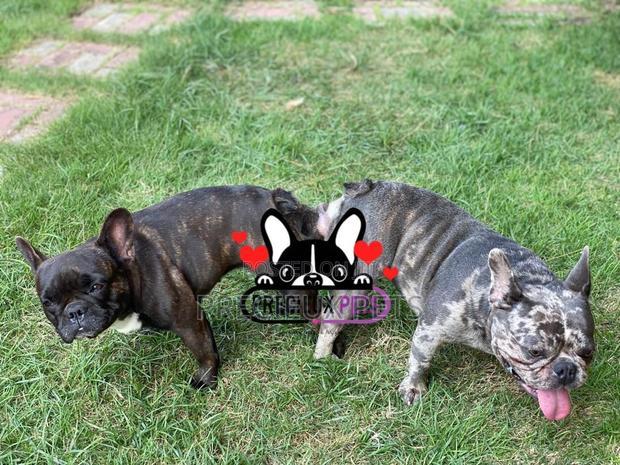 French Bulldog Crossing/Stud · Photo 1