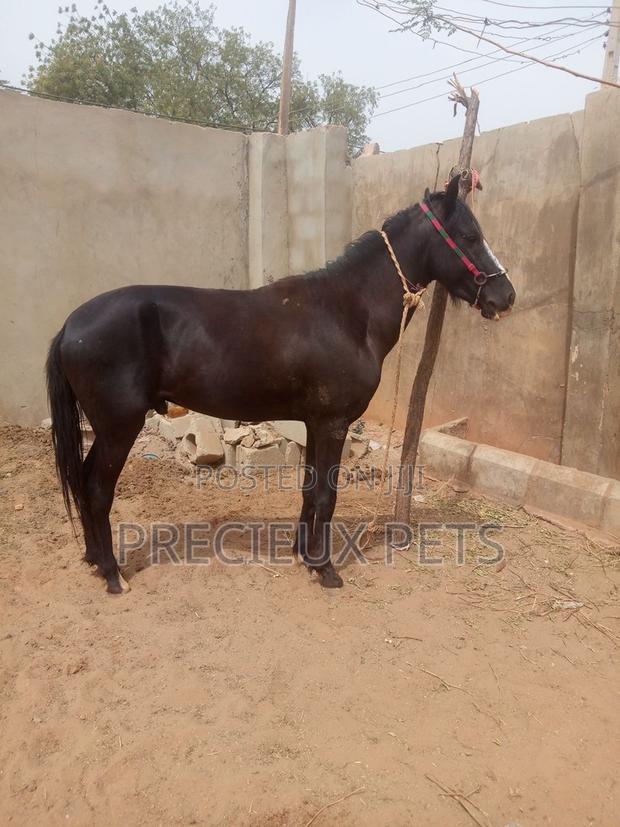 Male Stallion Available at Precieux-Pets · Photo 1