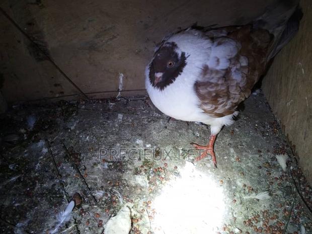 Chico Mixed Modena Fancy Pigeon · Photo 1