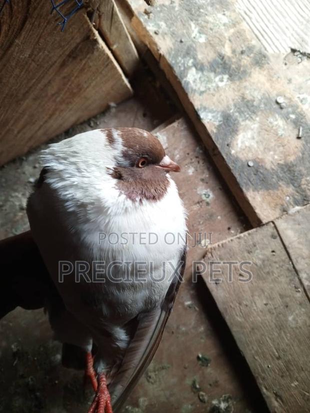 Chico Mixed Modena Fancy Pigeon · Photo 2