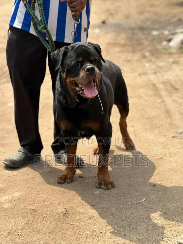 Adult Male Rottweiler for Stud Service or Mating · Photo 1