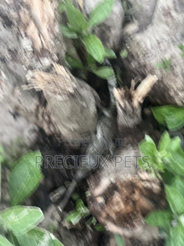Crocodile Hatchlings Available · Photo 2