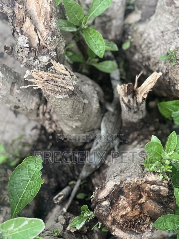 Crocodile Hatchlings Available · Photo 3