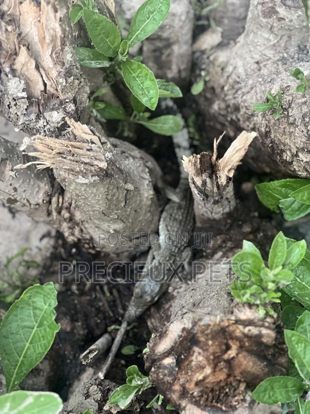Crocodile Hatchlings Available · Photo 1