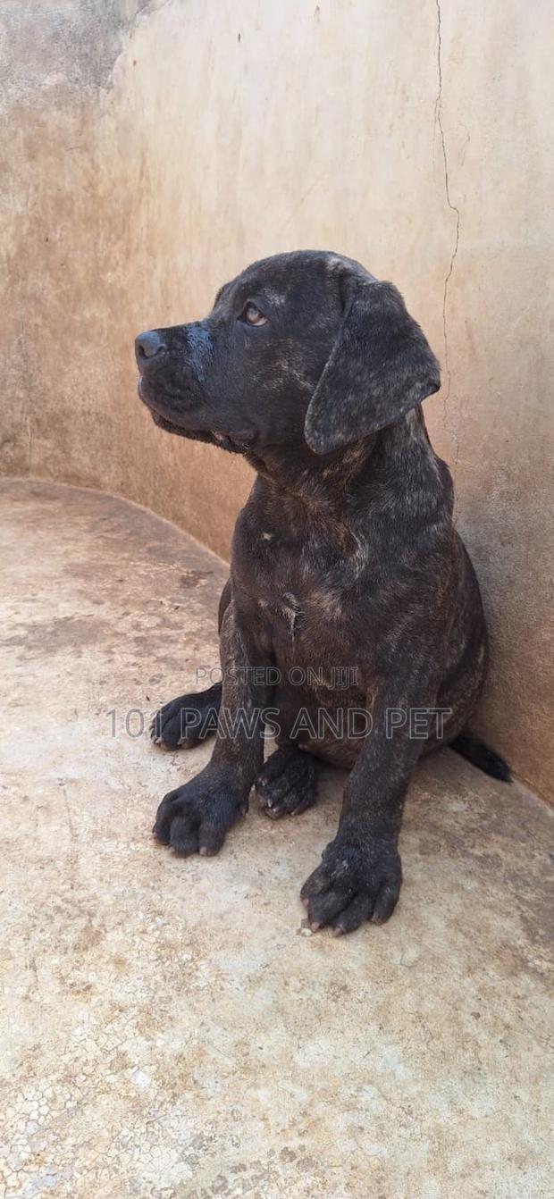 3-6 months Male Purebred Boerboel · Photo 4