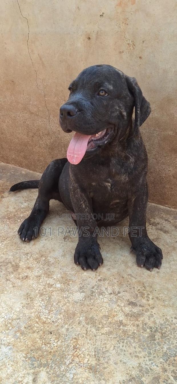 3-6 months Male Purebred Boerboel · Photo 1