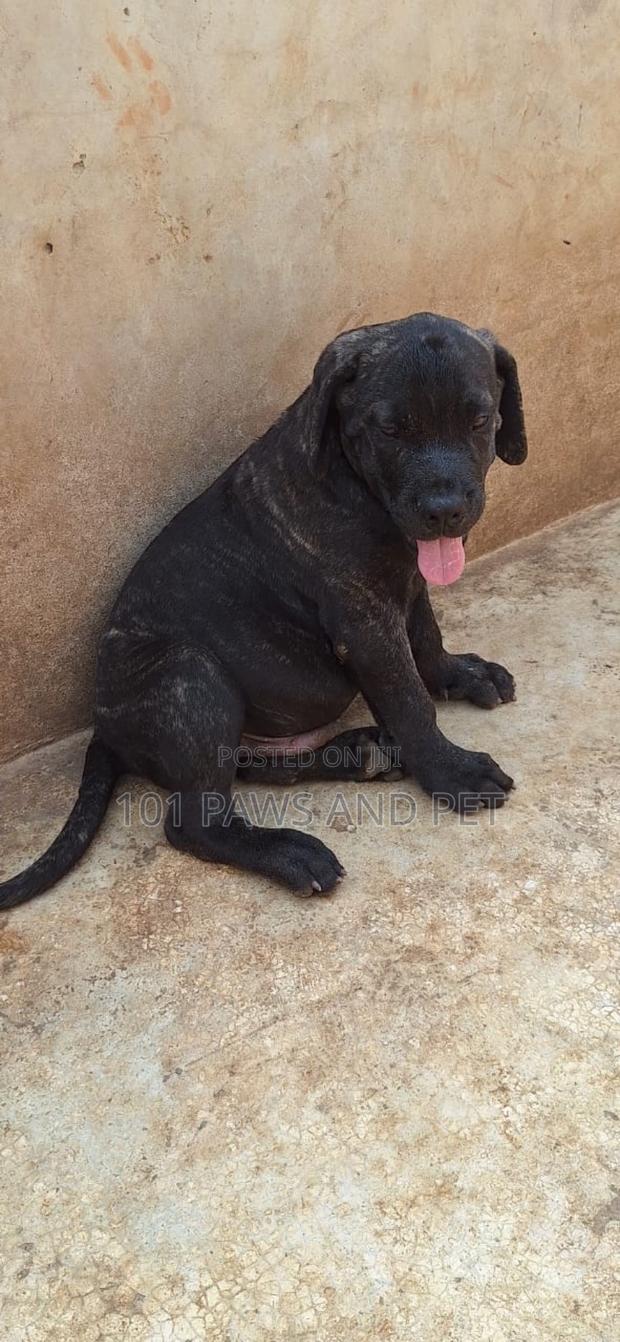 3-6 months Male Purebred Boerboel · Photo 2