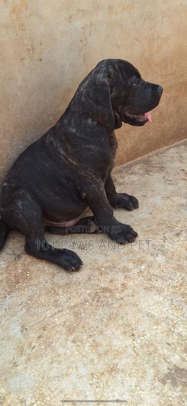 3-6 months Male Purebred Boerboel · Photo 3
