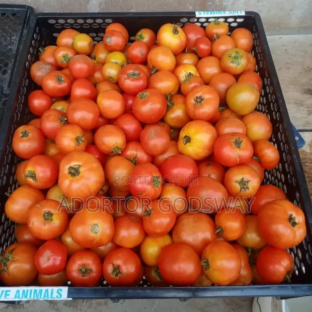 Organic Pure Tomatoes From Aburi Farm · Photo 1