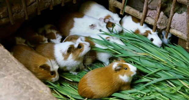 Foreign Guinea Pigs (READ DESCRIPTION PLEASE ) · Photo 3
