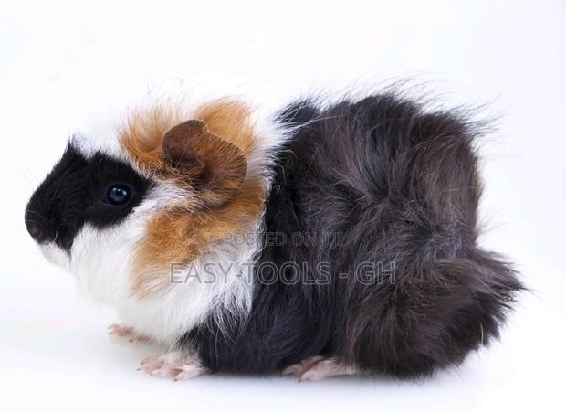 Foreign Guinea Pigs (READ DESCRIPTION PLEASE ) · Photo 2