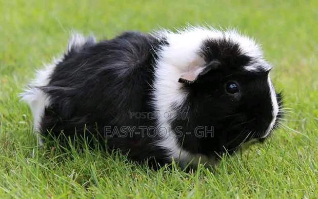 Foreign Guinea Pigs (READ DESCRIPTION PLEASE )