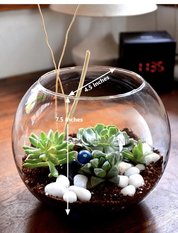 Round Fish Bowl With Fish · Photo 3