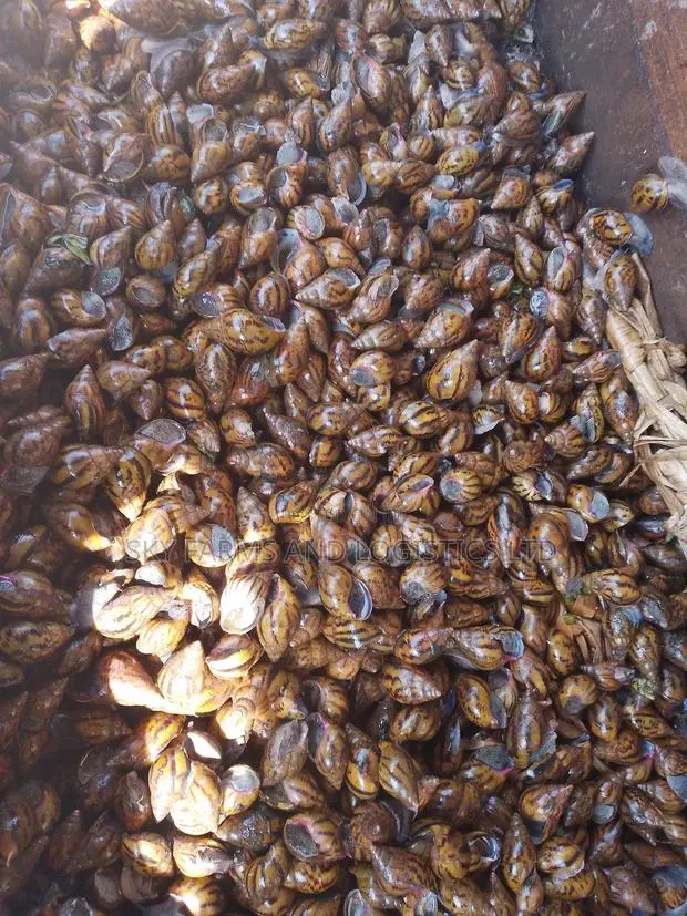 Point of Lay Snails · Photo 1