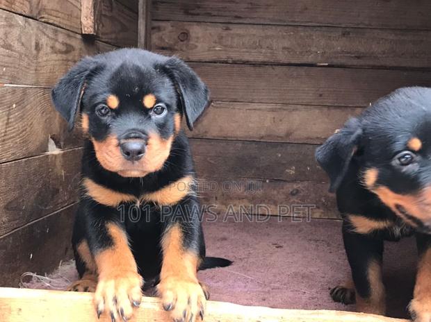 1-3 months Female Purebred Rottweiler · Photo 1