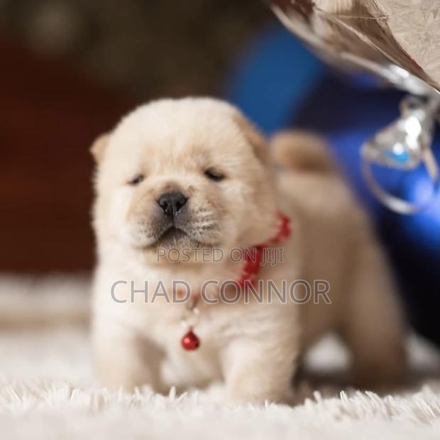 1-3 months Male Purebred Chow Chow · Photo 6