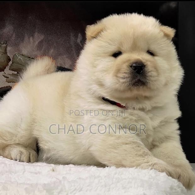 1-3 months Male Purebred Chow Chow · Photo 2