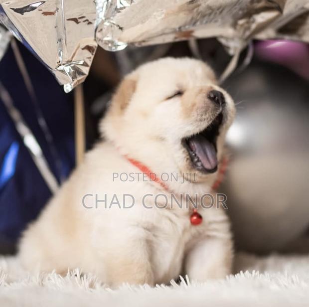 1-3 months Male Purebred Chow Chow · Photo 5